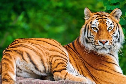 12 Days - The Best Of India -yoga, Tiger And Taj Mahal