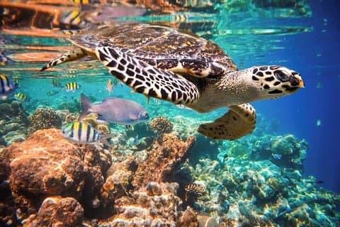 Akumal Turtles, snorkeltur fra Cancun eller Riviera Maya