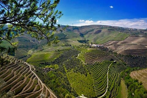 Vanuit Porto: privétour door de Douro-vallei
