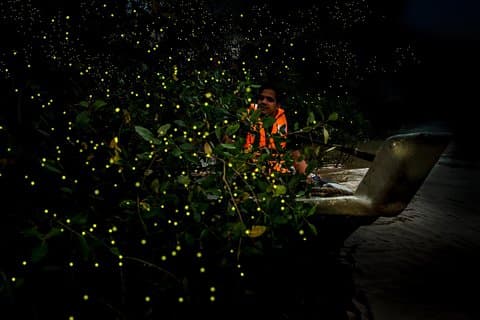 Kuala Selangor Firefly en ruta Malawati Hill Day Tour con Sunset Dinner Sharing Basis SIC