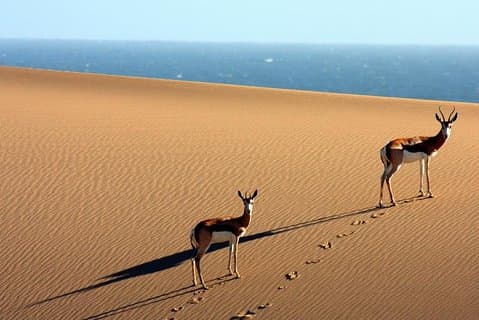 アフリカの冒険ナミビア