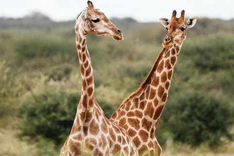 アフリカンサファリナミビア