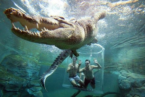 The Best of Cape 3-Days Attraction:Crocodile Cage &Cape Peninsula & Wine Tasting