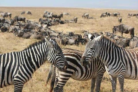Kapstaden 3 - Daglig sevärdheter: Aquila Safari Tour&Wine & Robben Island