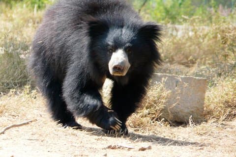 Bear Rescue Center e o maravilhoso Taj Mahal