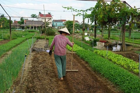 Clase de cocina de Hoi An