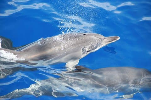 Crucero en catamarán con avistamiento de ballenas y delfines desde Funchal