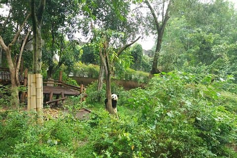All-Inclusive Chengdu Highlight Panda Trip and Customizable Sites
