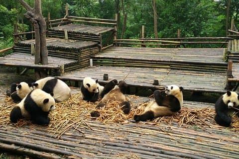 Halvdags morgen tur i Chengdu Giant Pandas