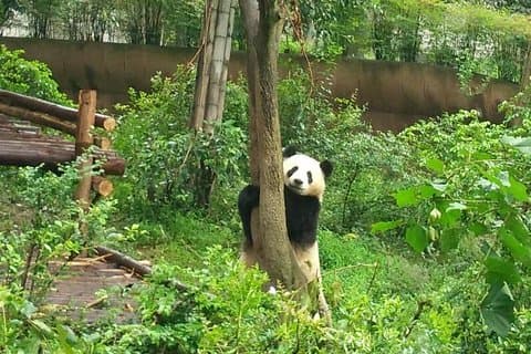 Excursão Privada Personalizável de Chengdu da Base Panda e City Sightseeing