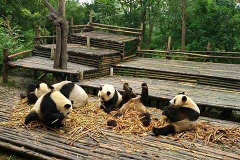 Fra Chengdu: Panda Base og Giant Buddha på en dag