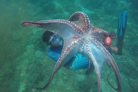 East Bali Spear Or Line Fishing Tour At Virgin Beach
