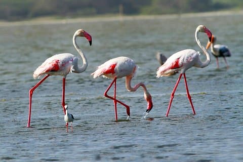All Inclusive Half Day Private Safari at Bundala National Park