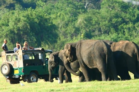 De Anuradhapura : Mineriya National Park Jeep Safari Privado
