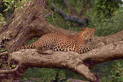 Exclusive: Full Day Leopard Safari at Yala National Park