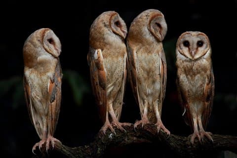 5 Dage - Privat Wildlife Photography Tour med unikke overnatningsmuligheder
