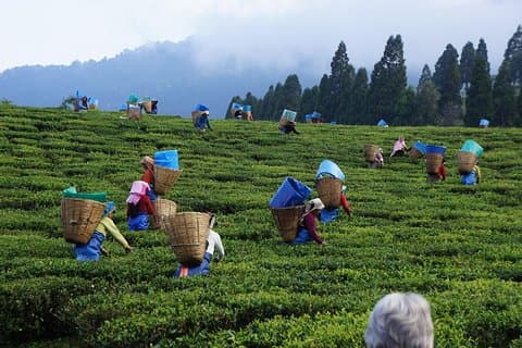From Nuwara Eliya: Private Tea Plucking and Tea factory tour