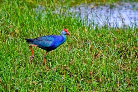Eksklusivt: Muthurajawela Bird Watching Tour med transfer
