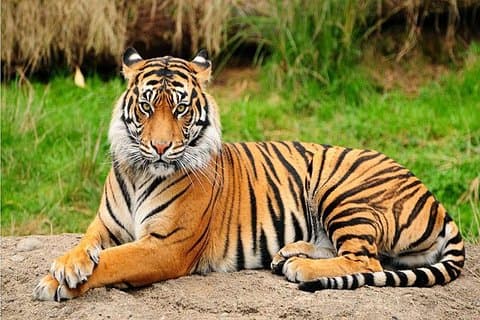 Privat dagstur til Central Zoo på Jawalakhel