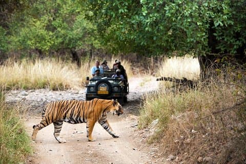 Tour de 4 días por Jaipur, Ranthambore y Agra, incluido Safari y hoteles