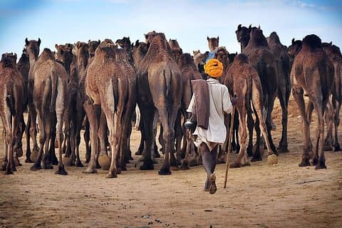 Transfer von Jaipur nach Jodhpur mit Pushkar & Mittagessen