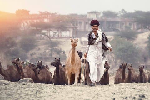 ジョードプルからプシュカル経由ジャイプールへの片道送迎、ランチ付き