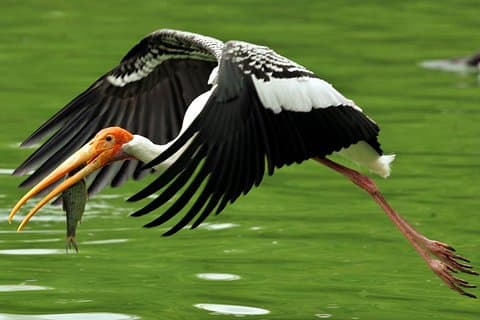 Begeleide Keoladeo Bird National Park Tour in Bharatpur vanuit Jaipur