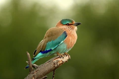 Tagesausflug zum Keoladeo Birds Park von Jaipur mit Agra Drop