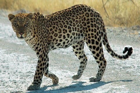 Eksklusiv safari i Jhalana Leopard Park inklusive overførsler