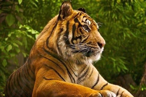 2日間: Ranthambore Tiger Safari From Jaipur With Hotel & Safari（ホテル＆サファリ付き）