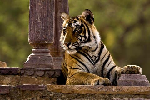 2 dager: Ranthambore Tiger Safari fra Jaipur med dråpe ved Agra