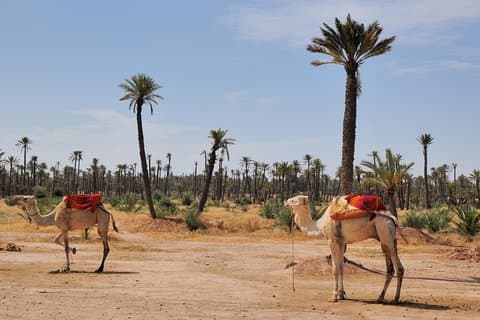 Palmeraie Sunset Camel Ride Esperienza da Marrakech
