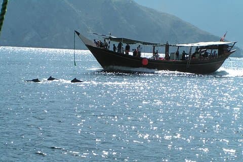 Dolphin Watching Cruise from Muscat