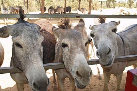 Halvdags guidet tur til Aruba Animal Sanctuary