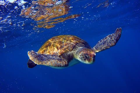 Snorkling Tour med havskildpadder og stingrays