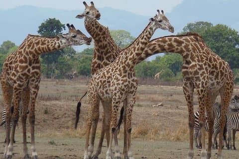 3 Tage - Wildbeobachtungssafari im Nyerere Nationalpark