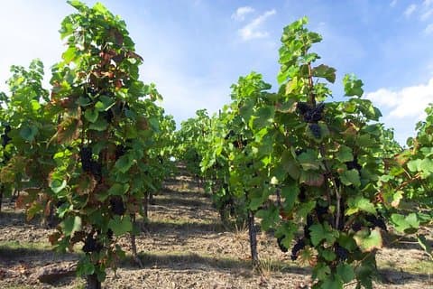 Tour a pie por la cata de vinos de Praga de 2,5 horas