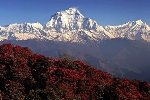 A jornada mais barata em Ghorepani Poon Hill saindo de Pokhara - 5 dias