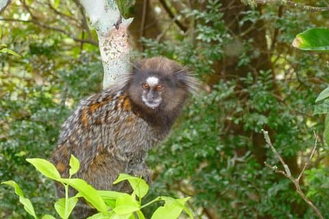 Visita guiada y traslado al Parque Nacional Tijuca y Jardín Botánico