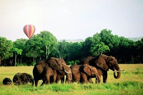 4 jours de safaris passionnants dans le lac Kenya-Nakuru Masai Mara
