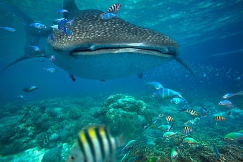 Snorkeling con Tiburón Ballena - Isla Mujeres