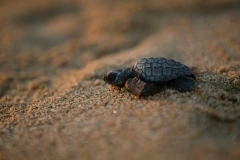 Los Cabos Turtle Release Eco-oplevelse