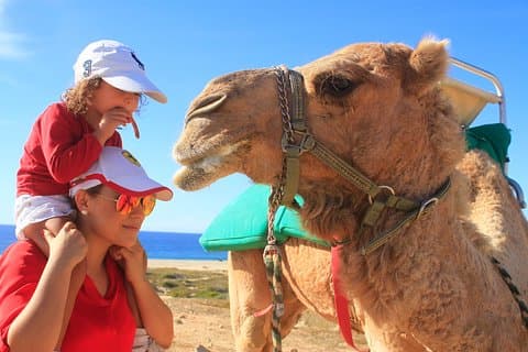 Balade à dos de chameau et rencontre à Los Cabos
