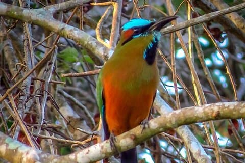 Tour privato: birdwatching da Cancun