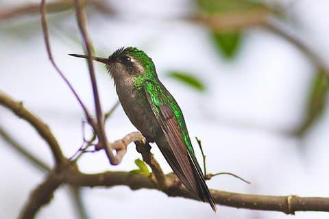 Private Tour: Birdwatching Cozumel Island