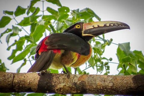 Visite privée : observation des oiseaux à Playa del Carmen