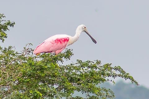 Birding by Boat Cruise no Crooked Tree Wildlife Sanctuary da cidade de Belize