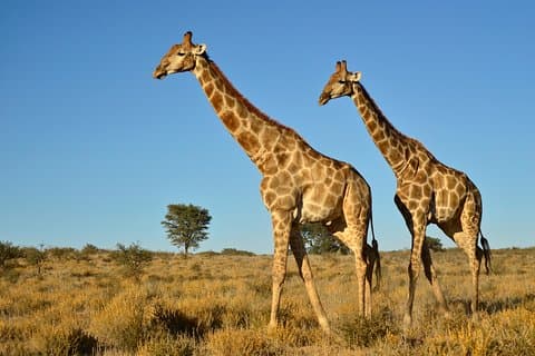 Halbtägige Safari-Tour ab Durban