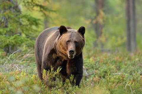 Karpatisk vildmark: En vildmarksupplevelse från Brașov