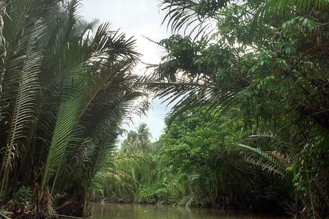 Delta du Mékong à Ben Tre : visite privée d'une journée complète